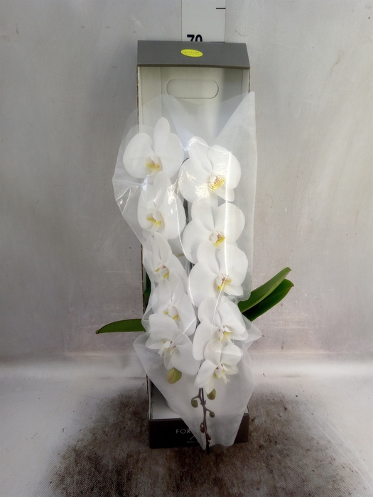 <h4>Phalaenopsis   ...white</h4>