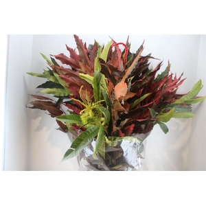 Kastanje Blad Herfst Pbs
