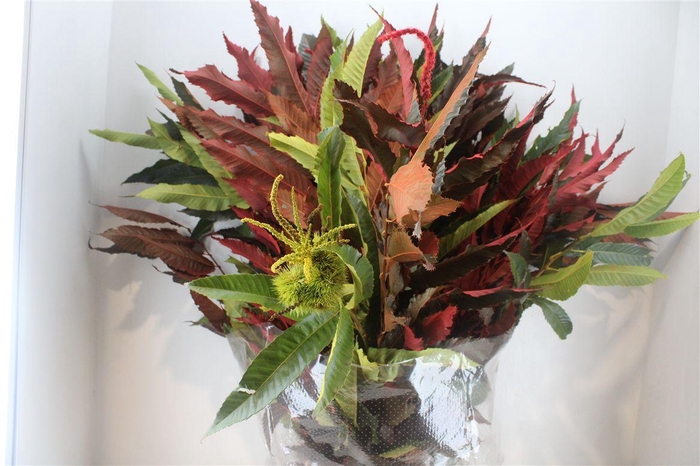 <h4>Kastanje Blad Herfst Pbs</h4>