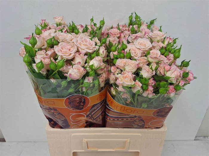 <h4>R TR REFLEX</h4>