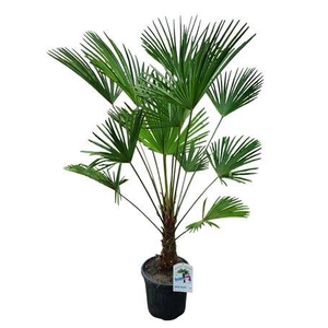 Trachycarpus Wagnerianus Nl Paspoort 160+