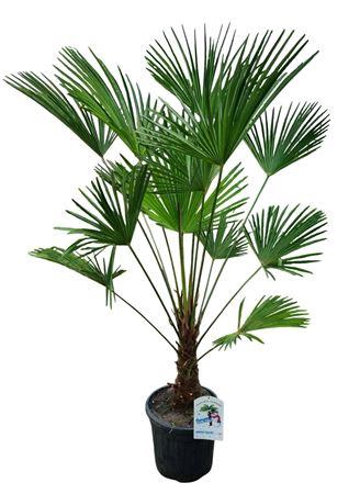 <h4>Trachycarpus Wagnerianus Nl Paspoort 180+</h4>