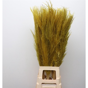 Corta Dried X50 Yellow