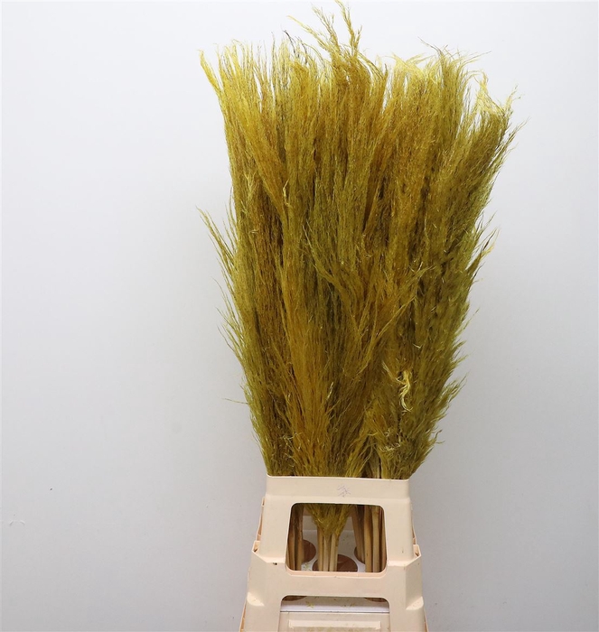 <h4>Corta Dried X50 Yellow</h4>