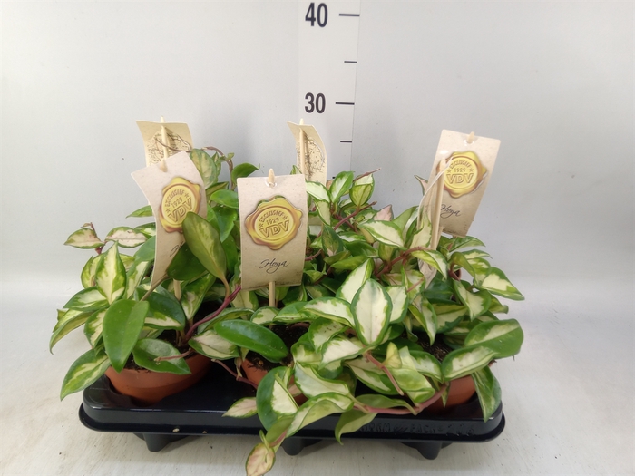 <h4>Hoya carnosa 'Tricolor'</h4>