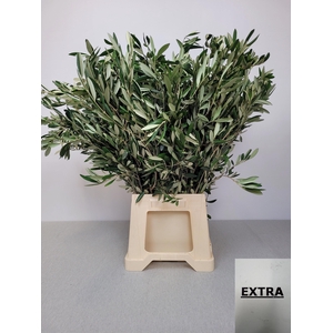 OLEA EUROPAEA PB
