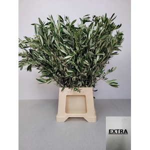 OLEA EUROPAEA PB