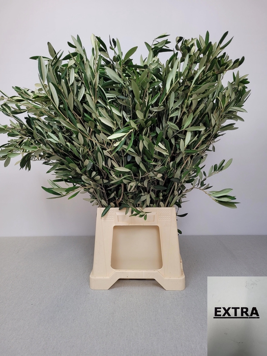<h4>OLEA EUROPAEA PB</h4>
