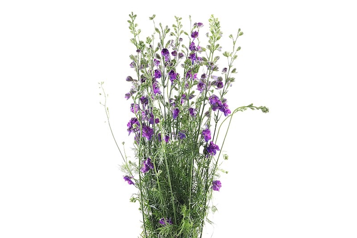 <h4>Delphinium Ridderspoor Blue</h4>