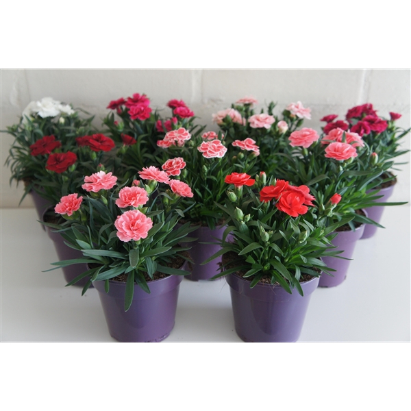 <h4>Dianthus Oscar</h4>