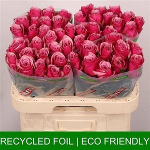 R Gr Majestic Athena