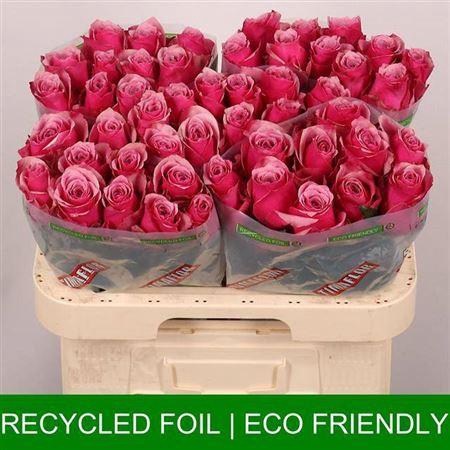 <h4>R Gr Majestic Athena</h4>