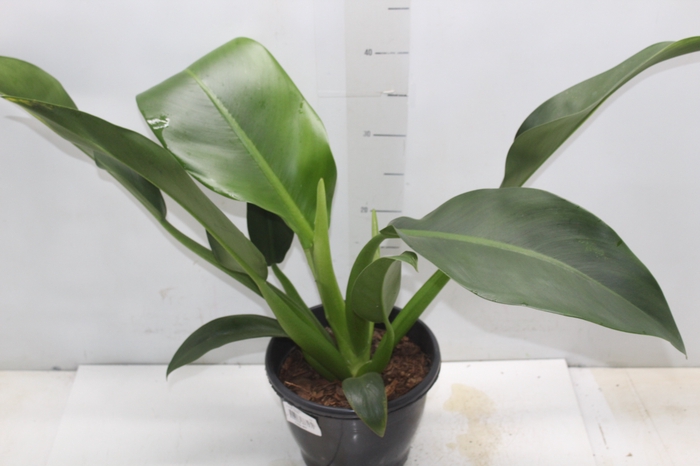 <h4>PHILODENDRON PACOVA P20</h4>