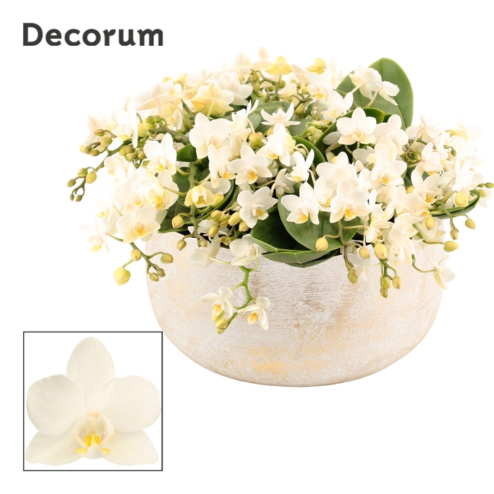 <h4>Vero table 16+ tak symphony Whitney (Deco-collection)</h4>