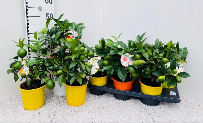 <h4>Citrus Mix-Tray 3 Var. medi-stem (s2)</h4>