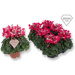 Cyclamen Exclusive® Djix Rood