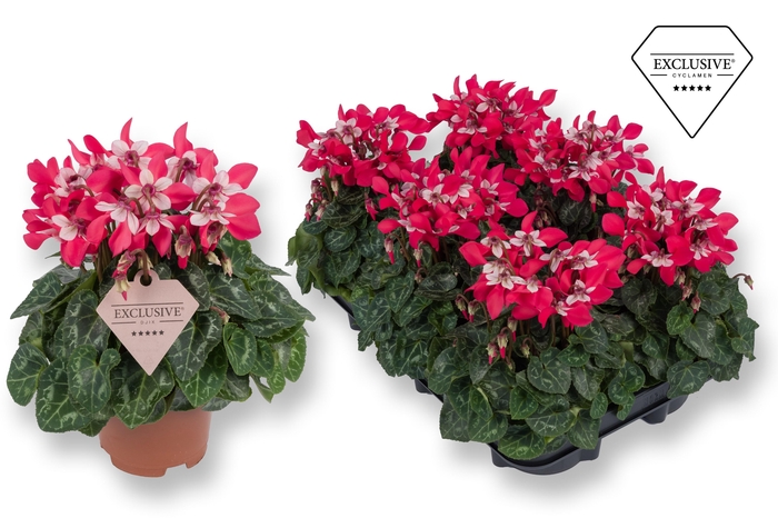 <h4>Cyclamen Exclusive® Djix Rood</h4>