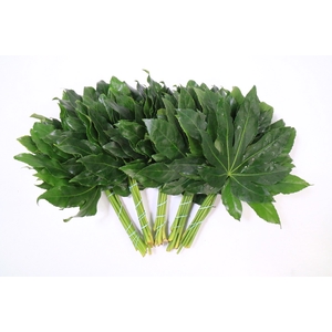 Aralia (5 Bunch per Bag)