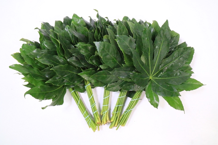 <h4>Aralia (5 Bunch per Bag)</h4>