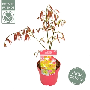 Acer shirasawanum 'Moonrise' ®