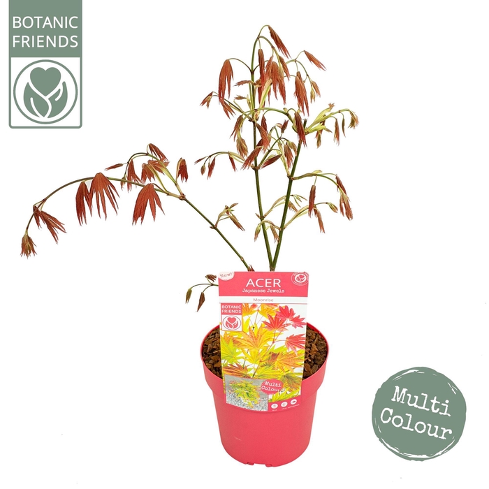 <h4>Acer shirasawanum 'Moonrise' ®</h4>