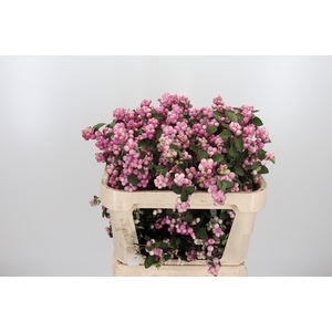 Symphoricarpos Charm Fantasy