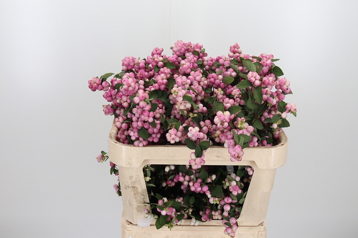 <h4>Symphoricarpos Charm Fantasy</h4>