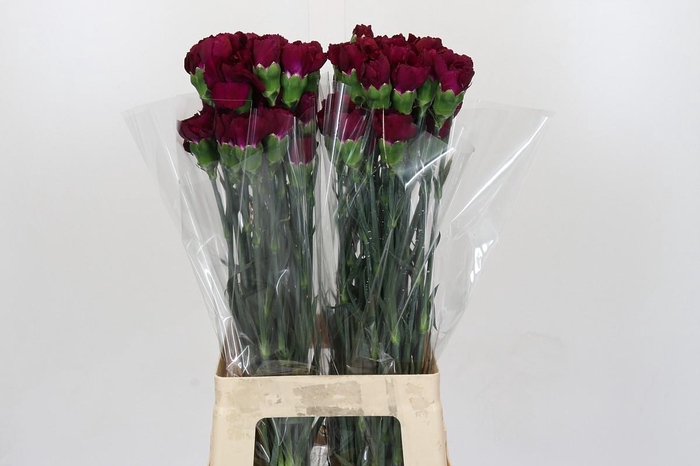 Dianthus St Purple Damascus