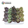 Sierra's® - Sevilla Succulent Mix (Deluxe)