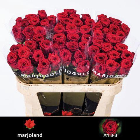 <h4>R Gr Red Naomi!</h4>