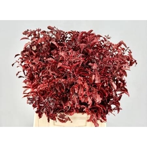 Pittosporum Preserved Red