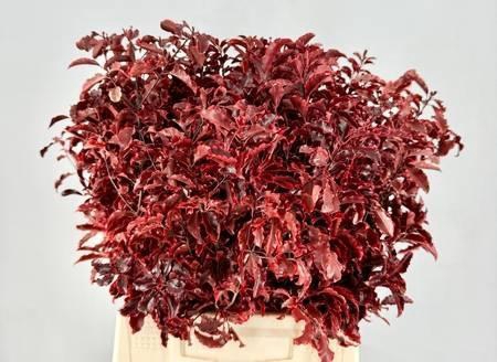 <h4>Pittosporum Preserved Red</h4>