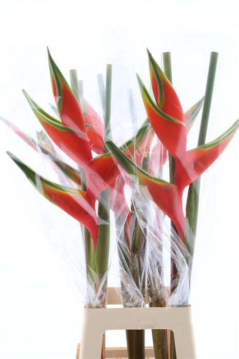 <h4>Hel Buyard (rd)</h4>