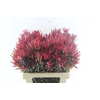 Leucad Sal Blush Single