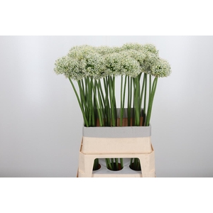 Allium Mount Everest