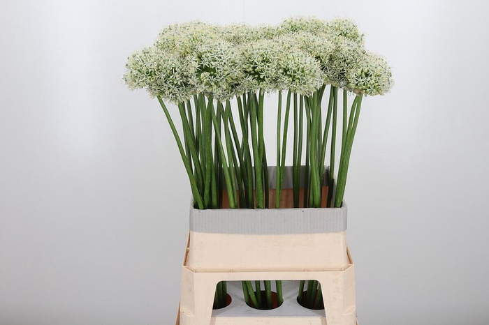 <h4>Allium Mount Everest</h4>