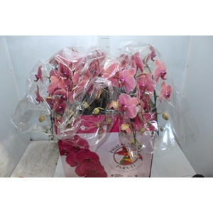 PHALAENOPSIS CASCATA ESPECIAL P15 LARANJA 3 HT