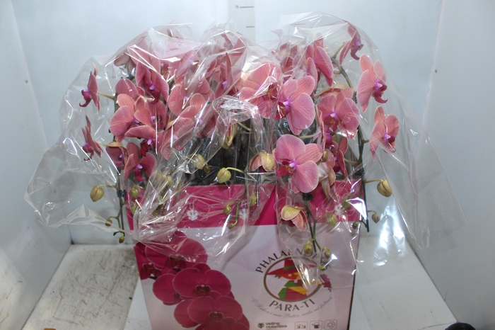 <h4>PHALAENOPSIS CASCATA ESPECIAL P15 LARANJA 3 HT</h4>