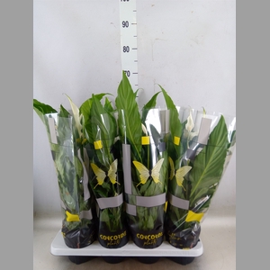 Spathiphyllum  'Sweet Chico'