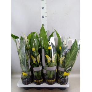 Spathiphyllum  'Sweet Chico'
