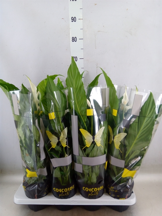 <h4>Spathiphyllum  'Sweet Chico'</h4>