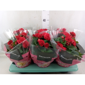 Begonia elat. DU 'Baladin'