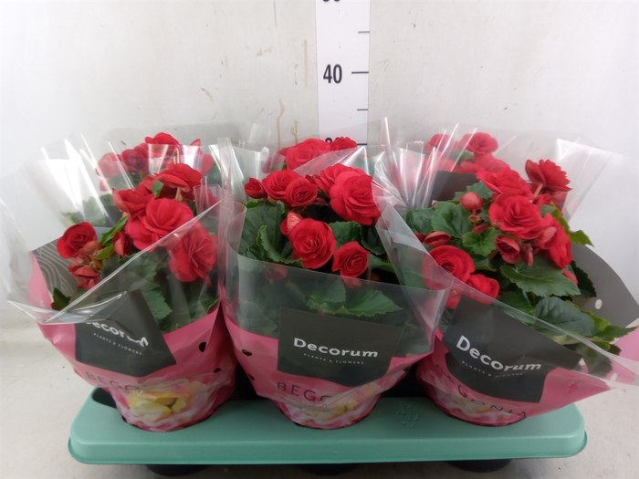 <h4>Begonia elat. DU 'Baladin'</h4>