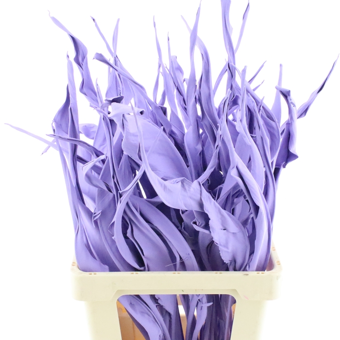 <h4>Dried Strelitzia Leaf Milka</h4>