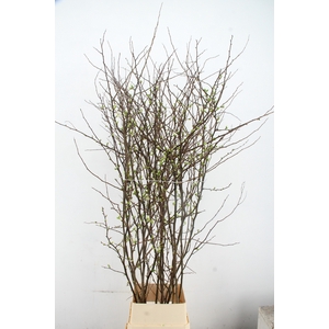 CHAENOMELES 'IVOOR' 180CM