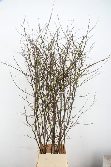 <h4>CHAENOMELES 'IVOOR' 180CM</h4>