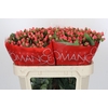 Hypericum Sweet Romance
