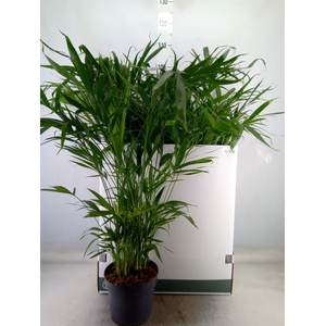 Chamaedorea cataractarum