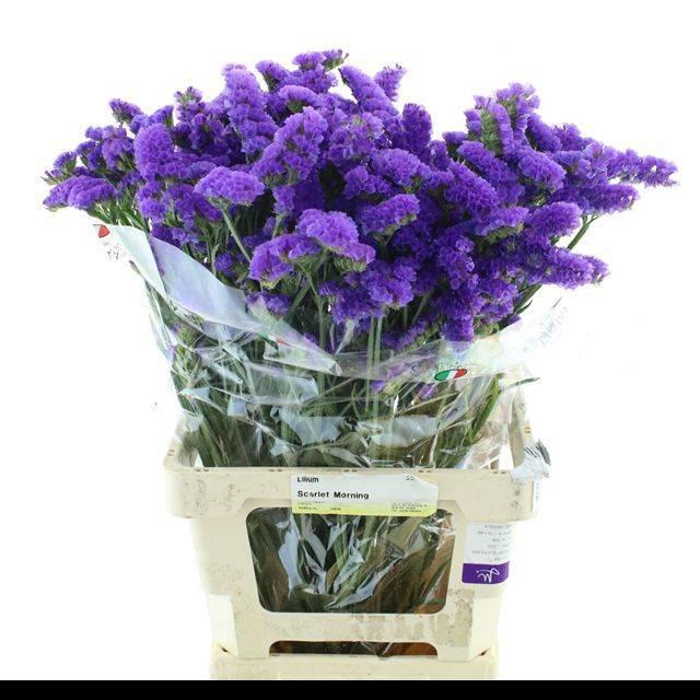 <h4>LIM S BLUE BIRDS</h4>