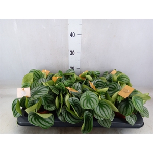 Peperomia argyreia